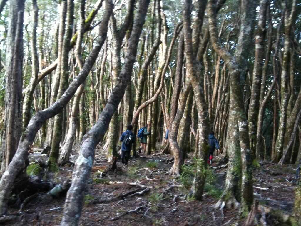 Mt Holdsworth day walk