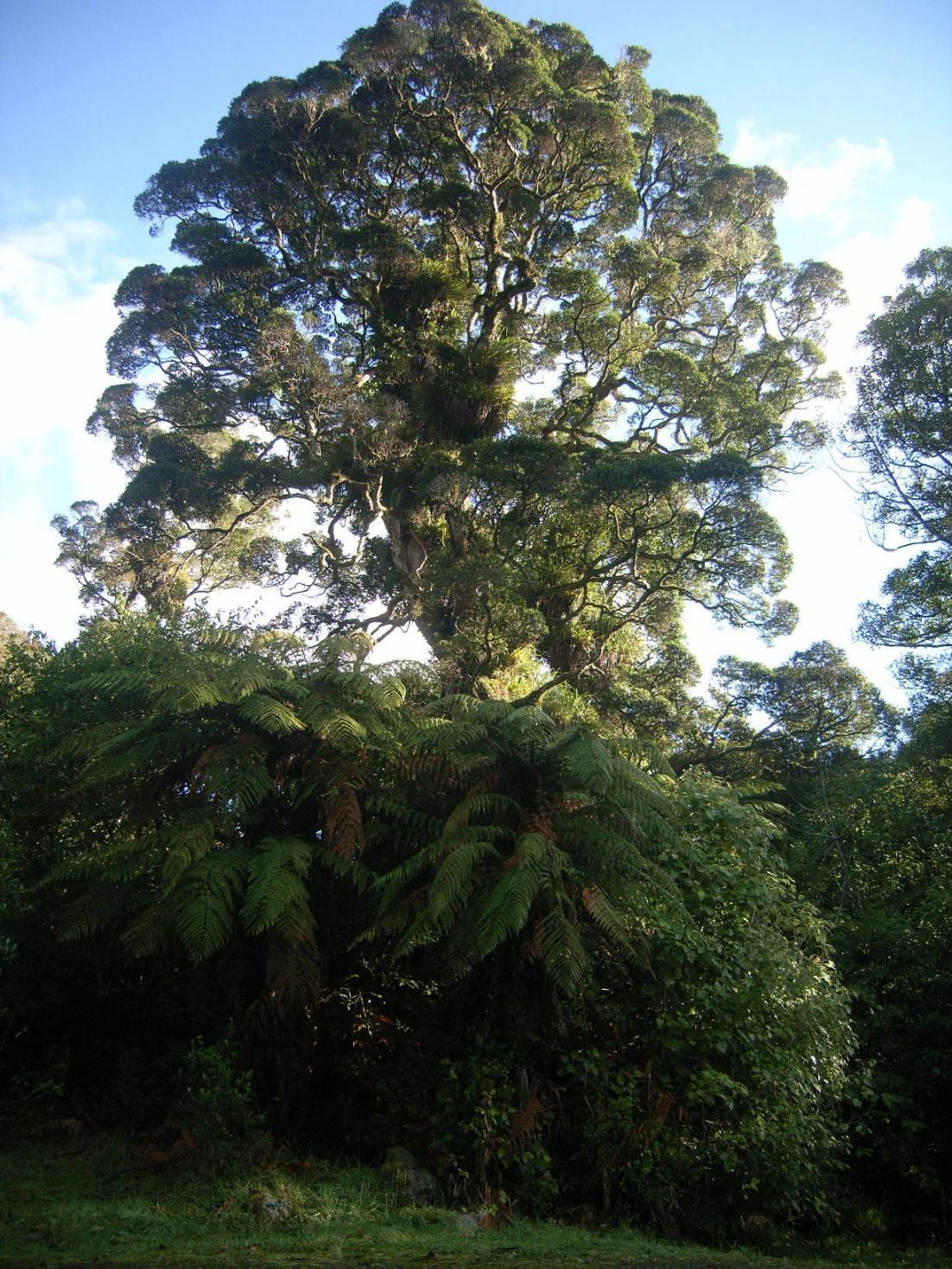 Wainumata-catchment-walk2