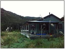 totara2