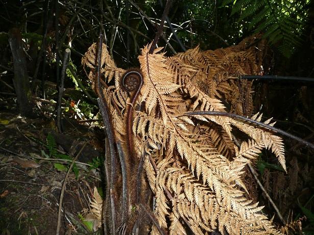 Ferns