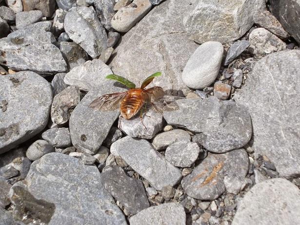 beetle