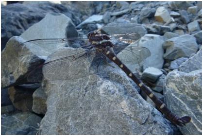 Dragonfly by Orongorongo Burn