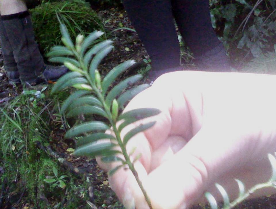 Which plant is this?