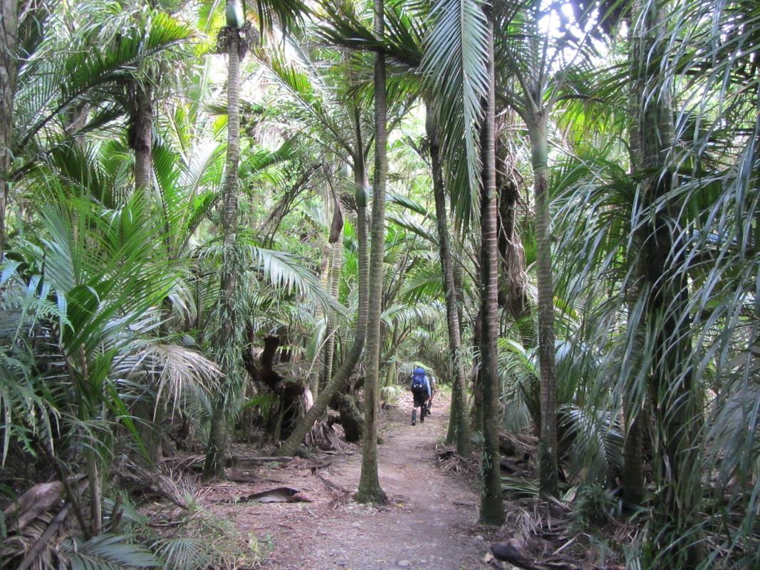 NikauPalms