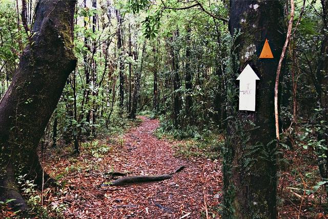 Just before Totara Flats hut. Photo: Caryl.