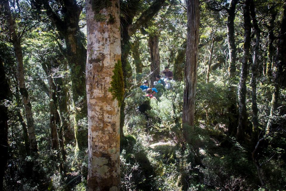Blue Range on the way to Mitre Flats hut