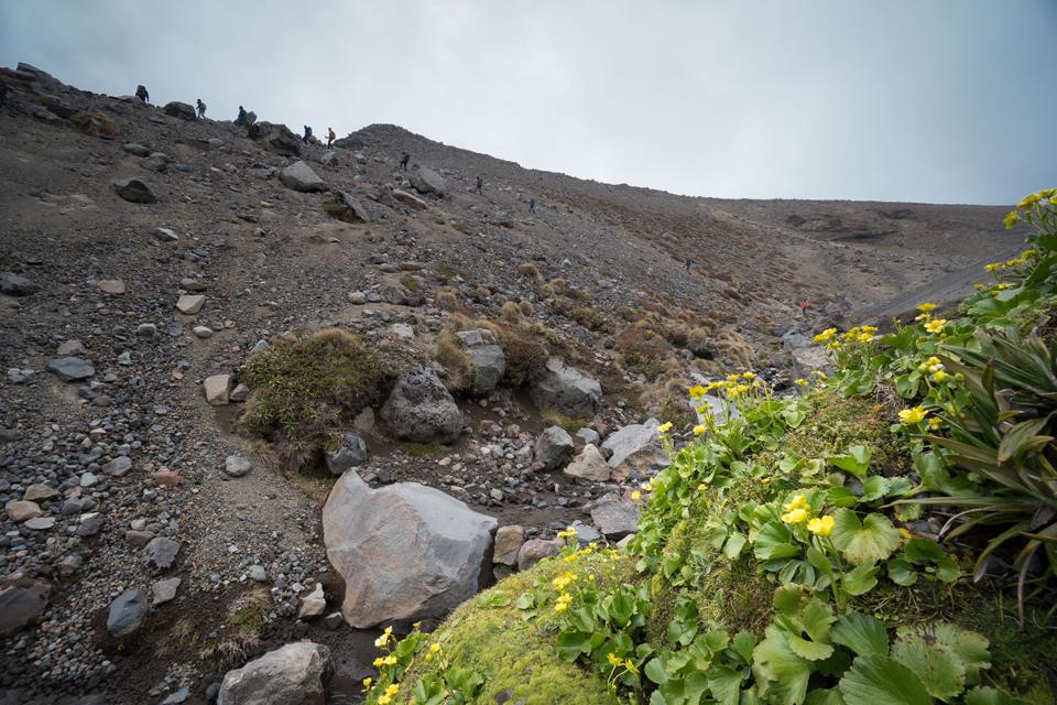 NZ buttercups