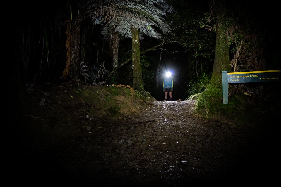Orongorongo Track