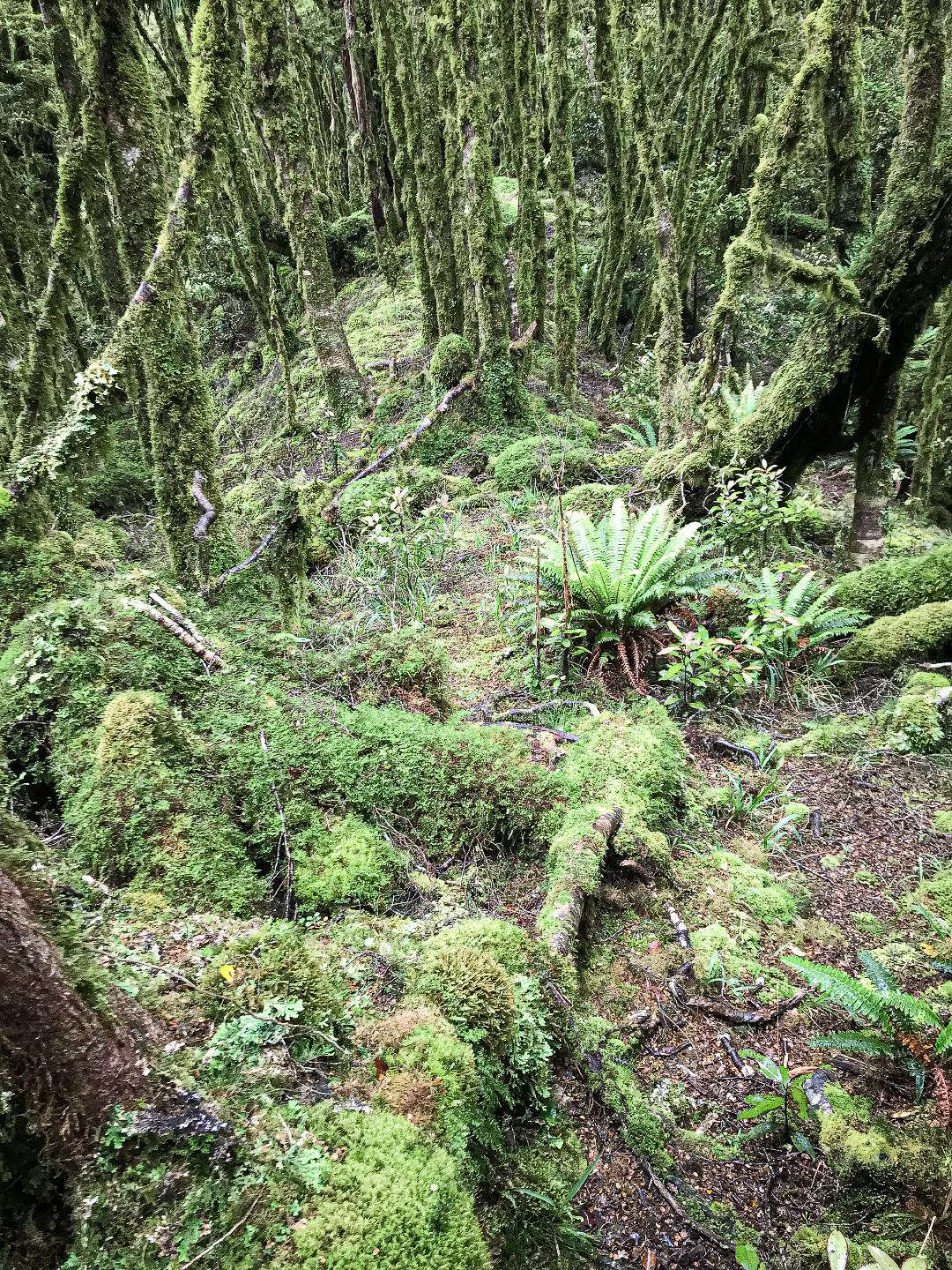 Oriwa Ridge