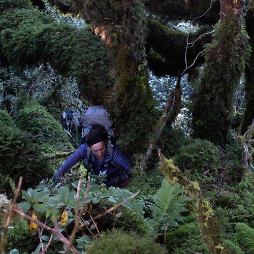 Dense NZ bush