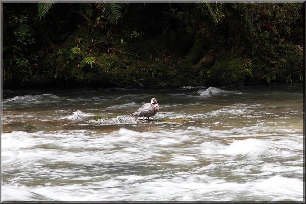 Whio in river