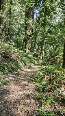 Forest track