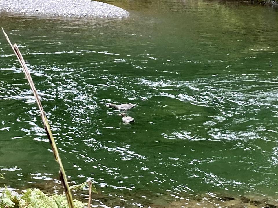 Two whio on Oroua River