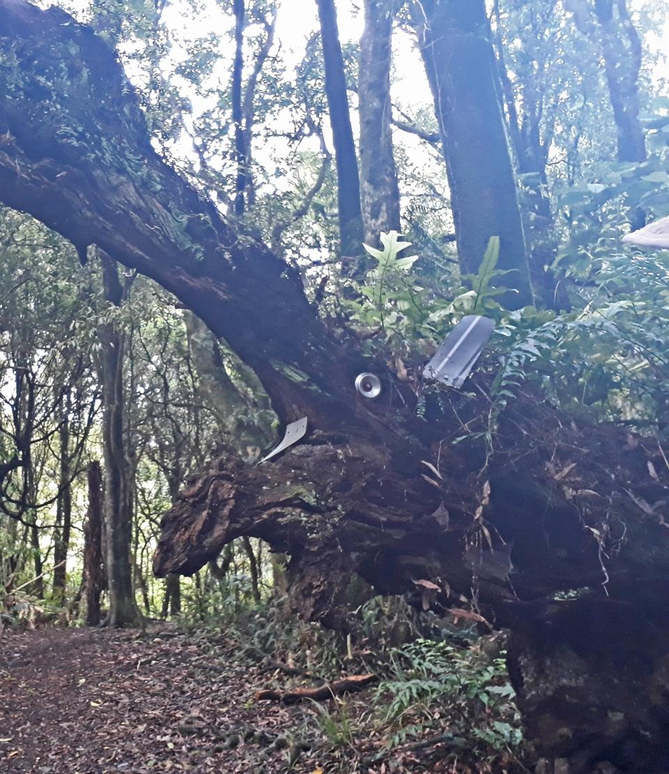 Manawatu Gorge Trail