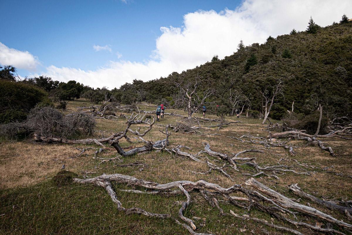 Trampers walking through a field of fallen tree trunks