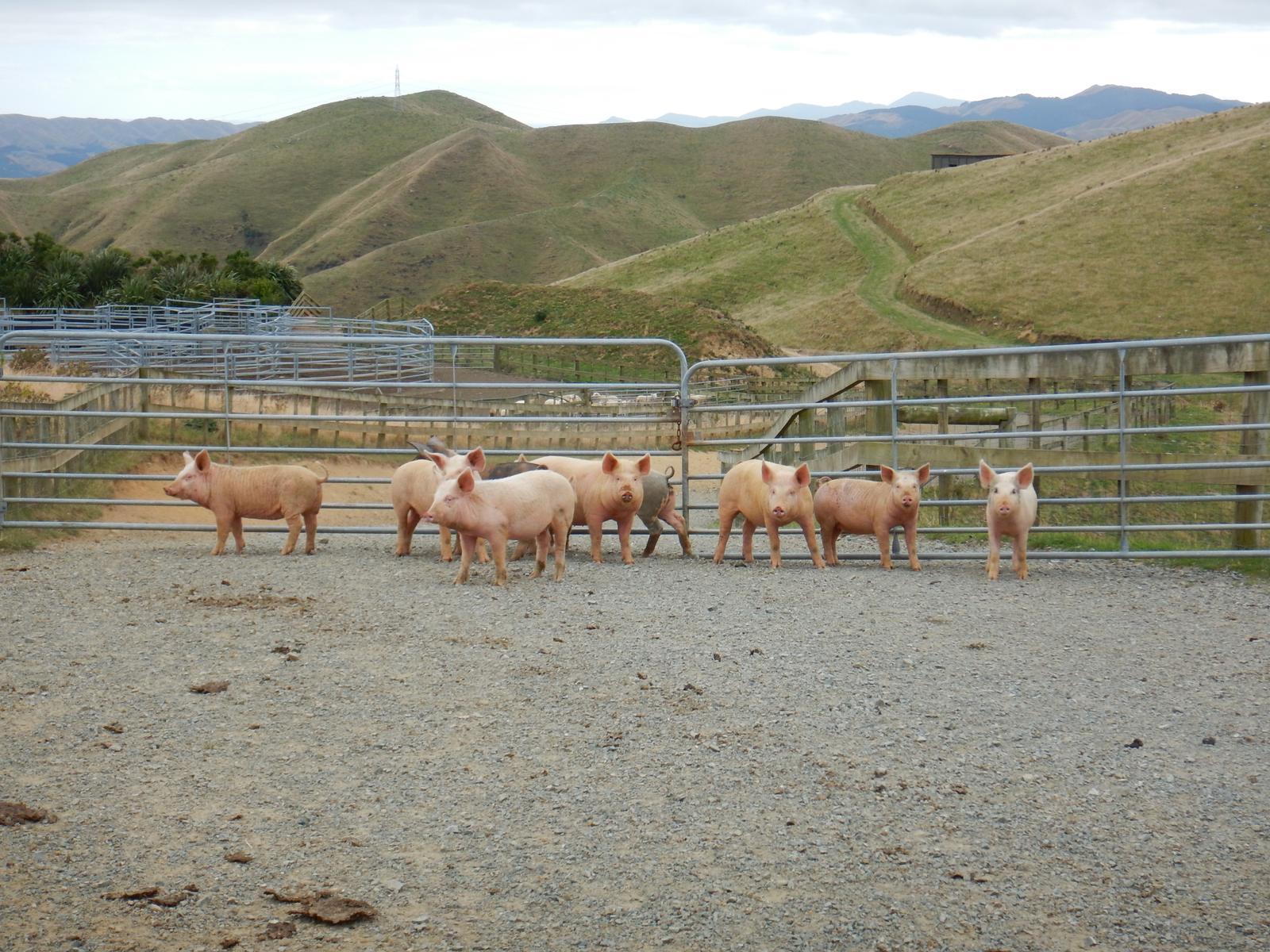 A group of pigs in front of a gate