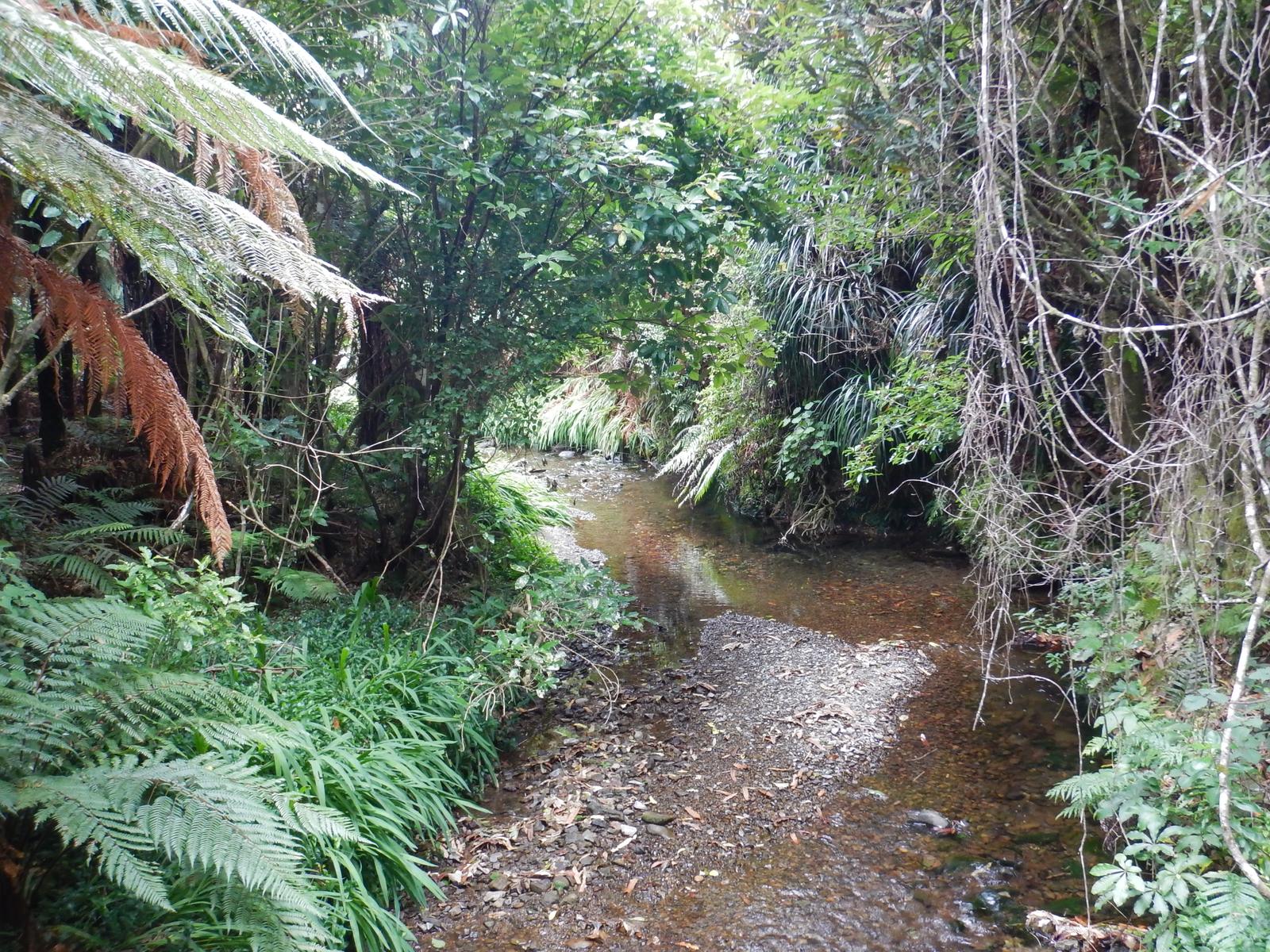 Stream flowing through bush