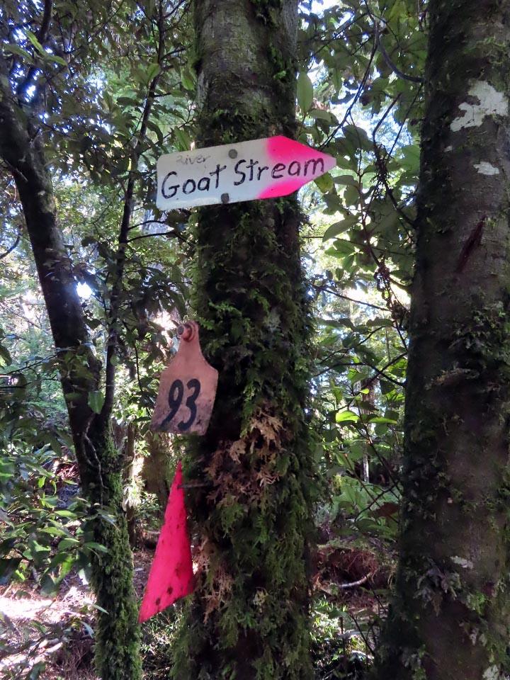Pink signs on a tree
