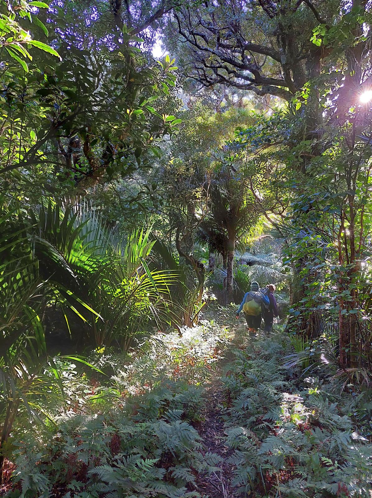 Walking through the bush on the Waiorongomai track