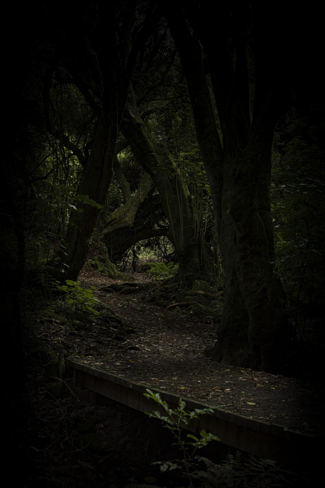 On the track to the summit of Kaukau at night.