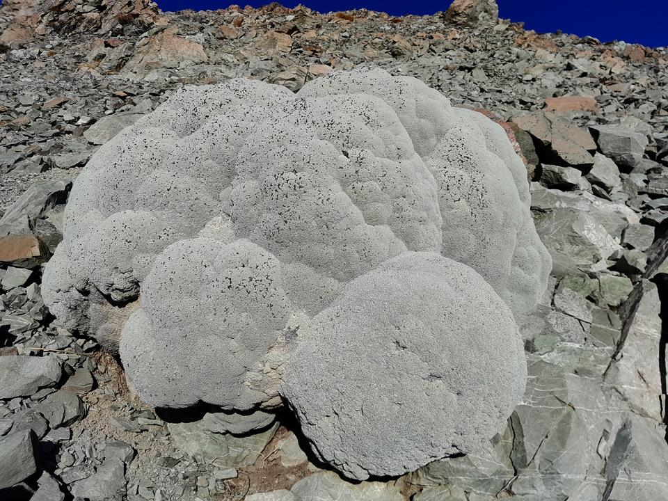 Vegetable Sheep