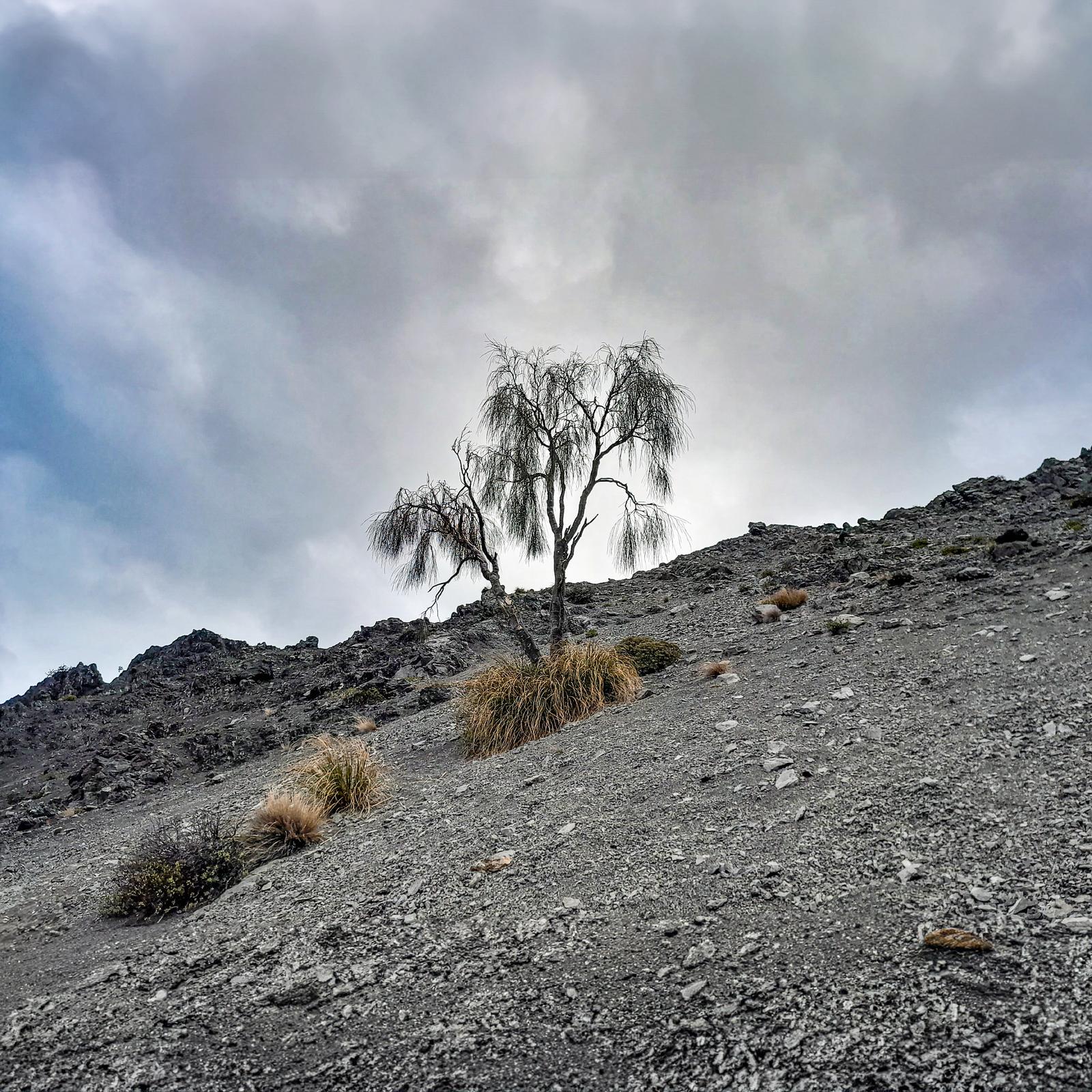 The George Saddle tree. Carmichaelia Stevensonii, a rare native broom.