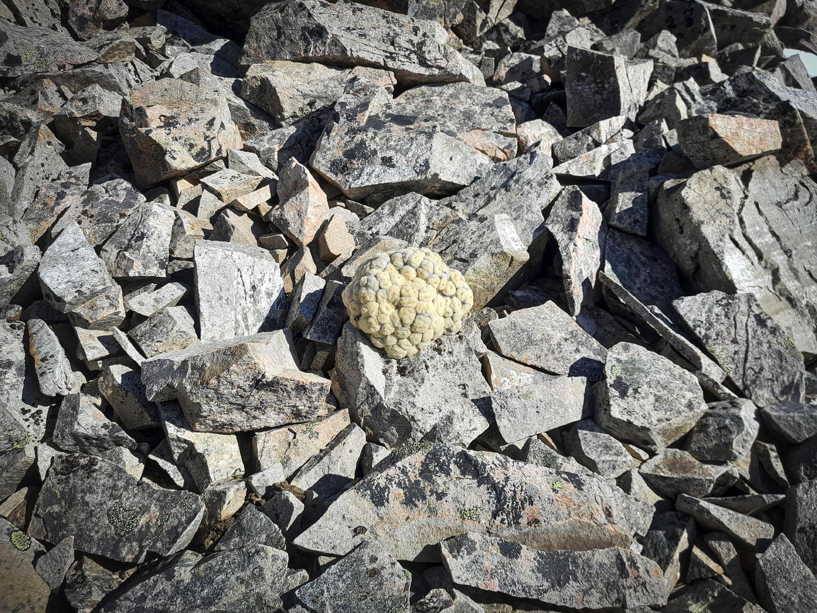 Vegetable 'Lamb'on Mt Princess