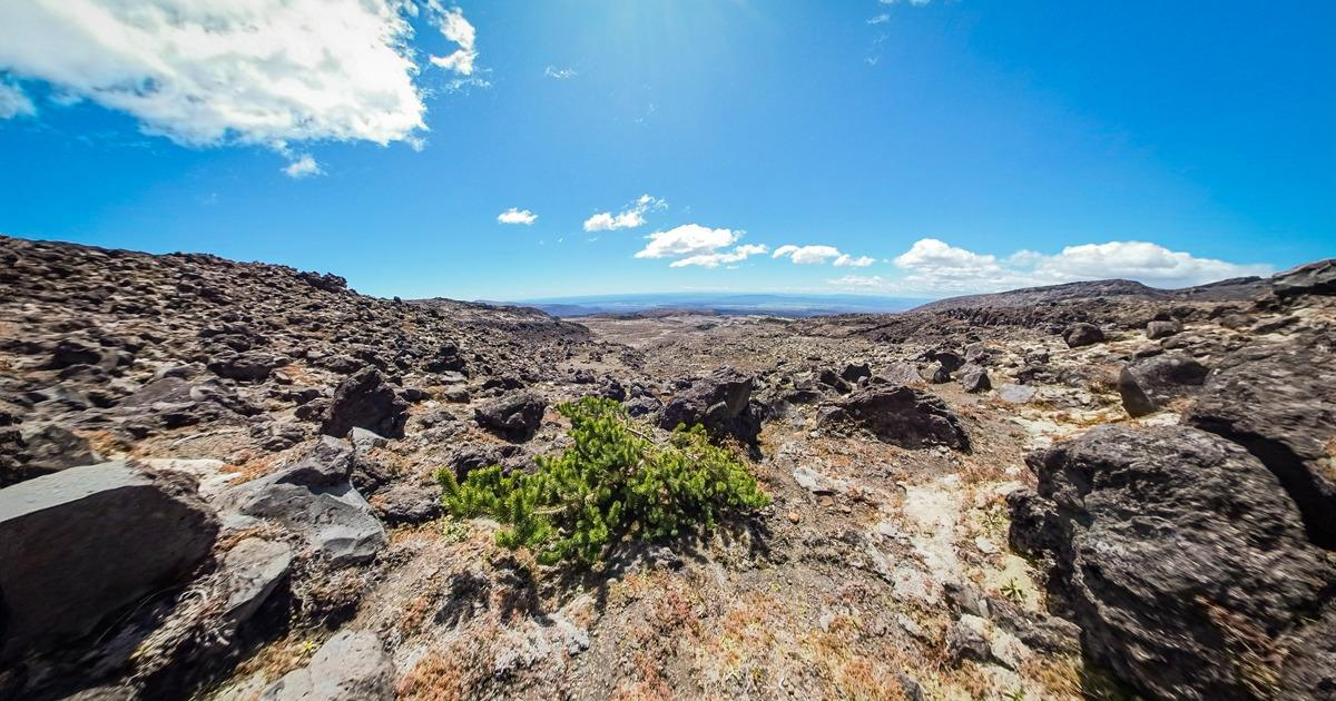 The wilding pine on the north-western side of Mt Ruapehu
