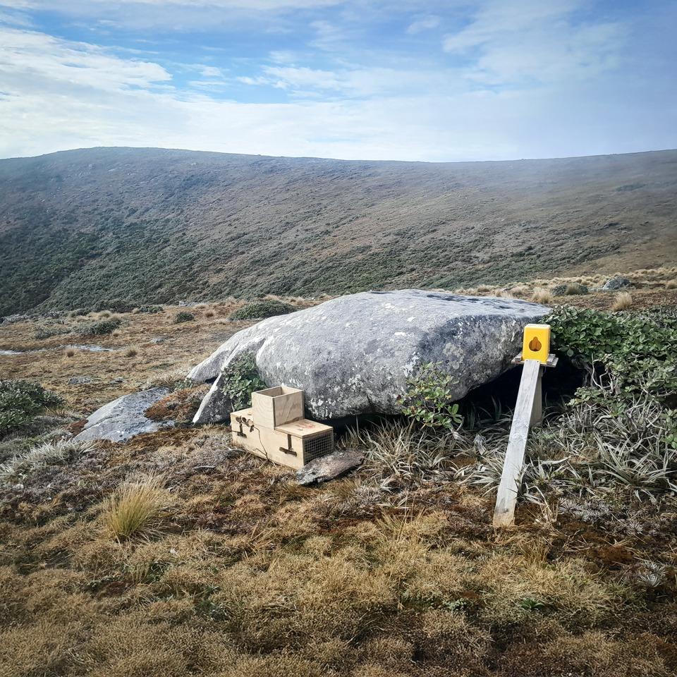Predator traps on Table Hill, Rakiura