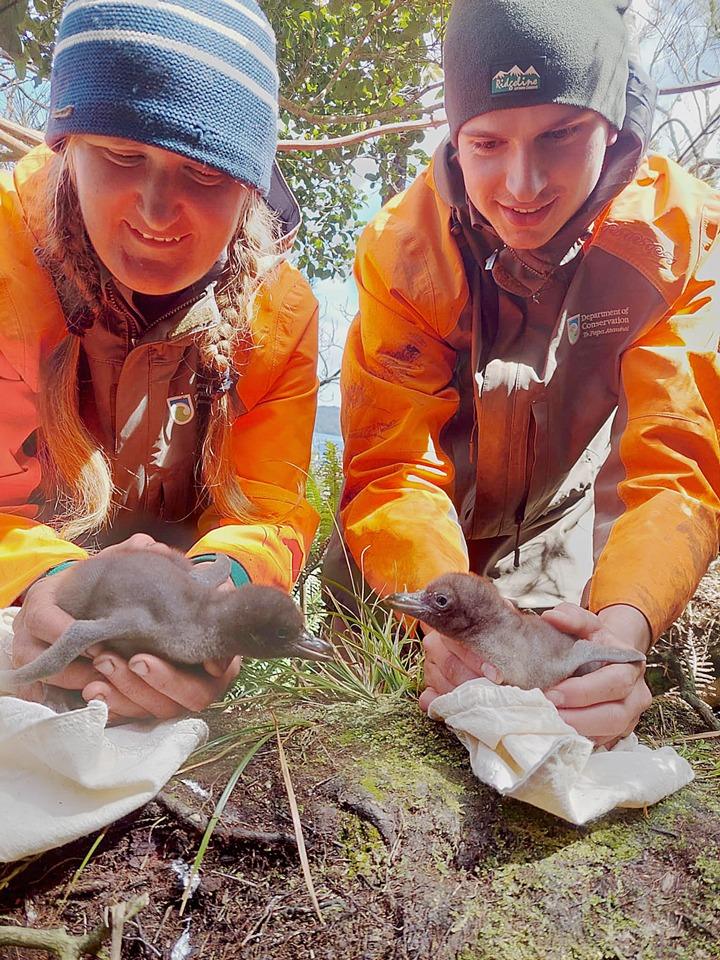 DOC Rangers with Hoiho chicks Rakiura