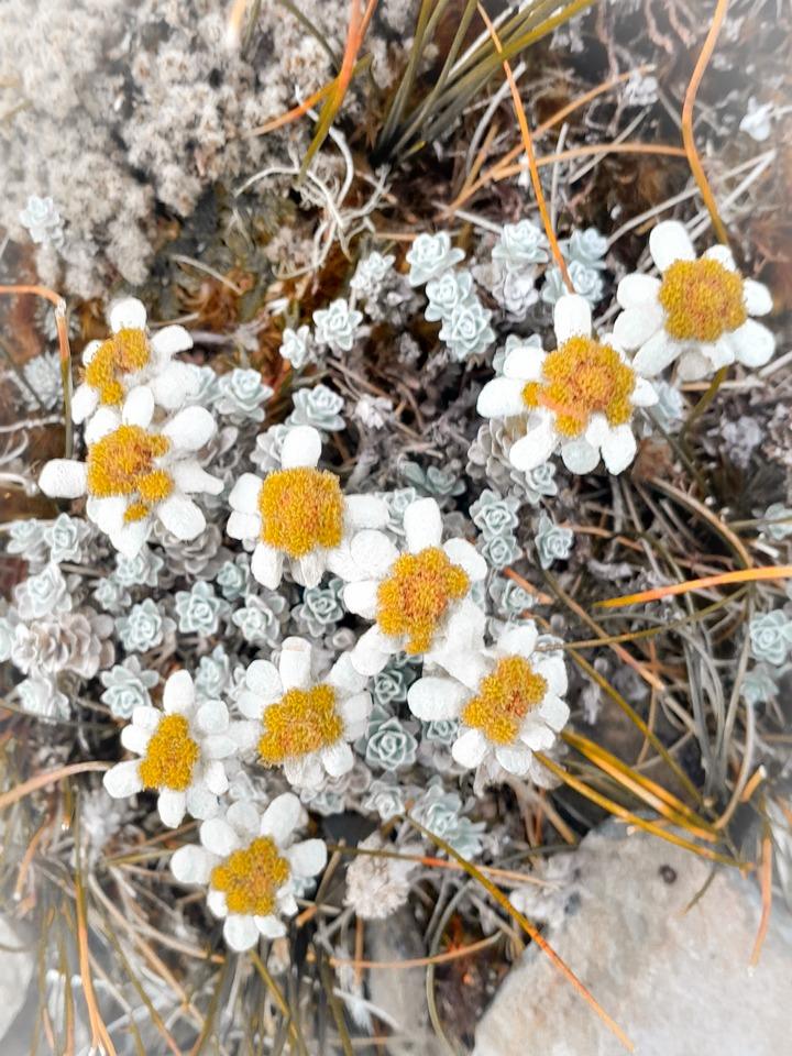 Edelweiss flowers