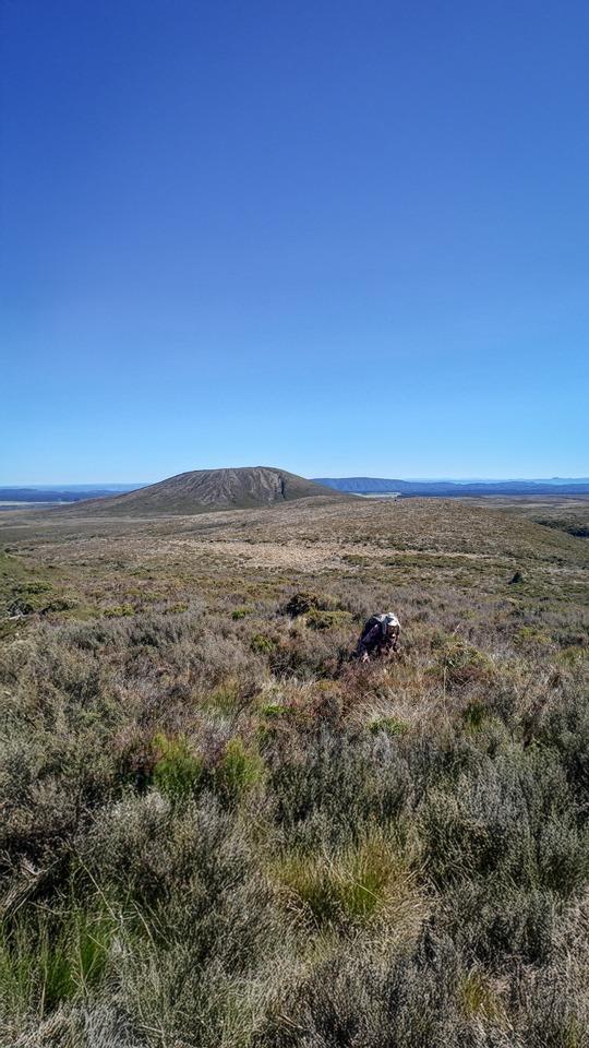 In the scrub on the low ridge leading to Pukekaikiore