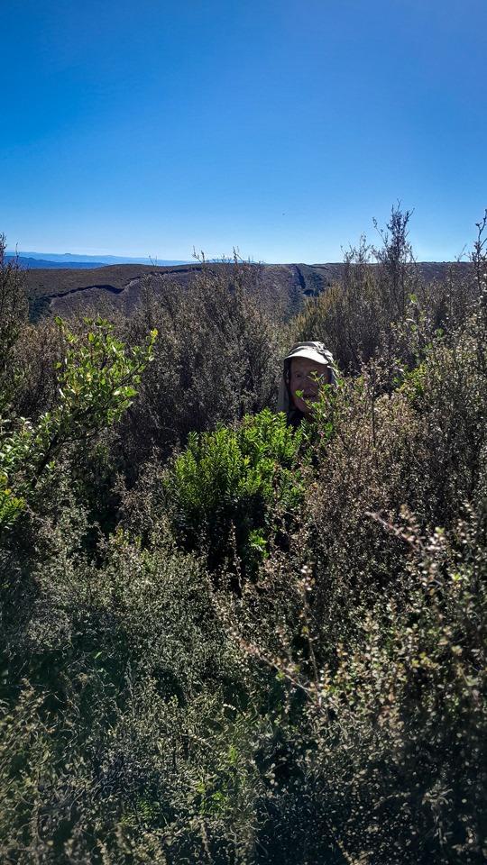 Pushing through tall scrub on the way to Pukekaikiore