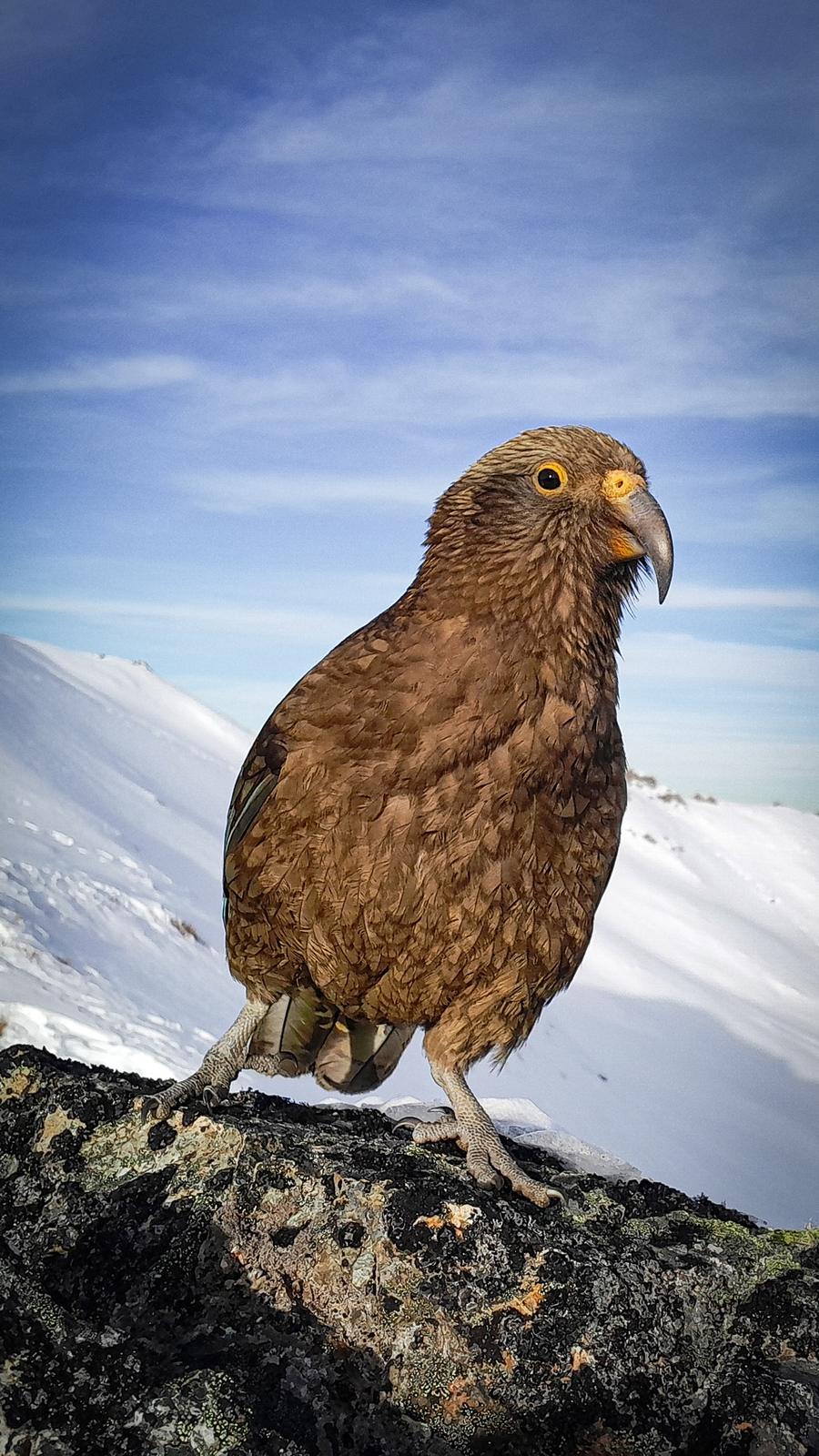 Kea looking for mischief