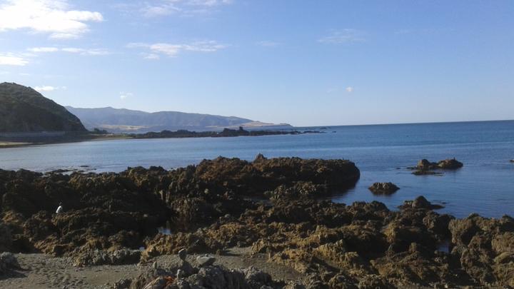 Dolphins, Datsuns and Other Delights