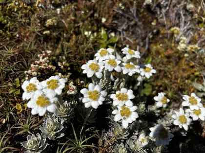 Edelweiss