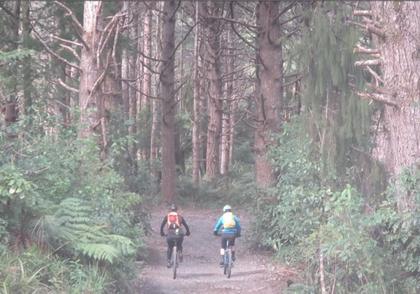 The forest near Orange Hut get quite huge, but fewer natives (photo : henry fisher)