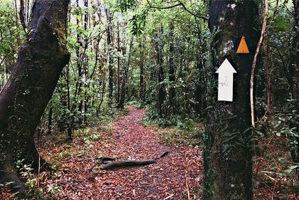 Just before Totara Flats hut. Photo: Caryl.