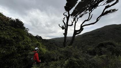 Navigating the thick bush on our way back to Punga Hut
