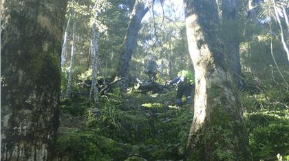 The Mount Matthews Track (Photo: Bram)