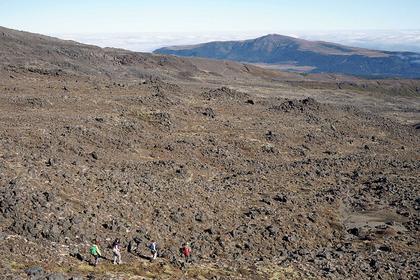 Ants off to Whakapapaiti