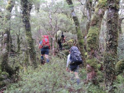 Up close and personal with the vegetation on Te Mara – small, serrated … silver beech!
