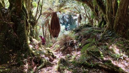 Track to the base of Tupapakurua Falls.