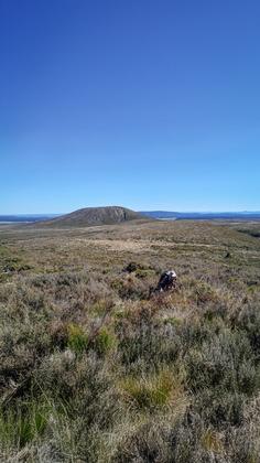 In the scrub on the low ridge leading to Pukekaikiore