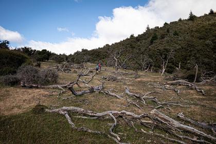 Trampers walking through a field of fallen tree trunks