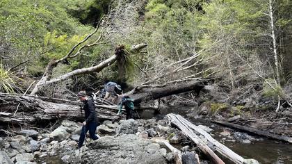 Navigating treefall close to Makaretu Hut