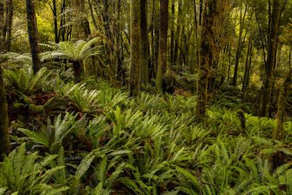 Day 7 – Lush bush on the Pike Memorial Track (Photo Lynsey)