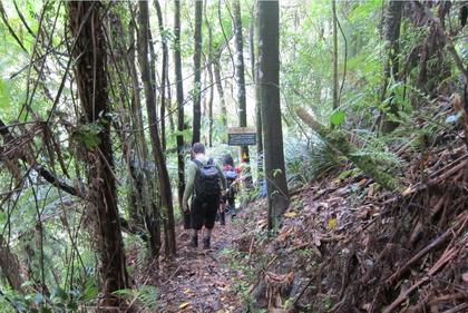 Down a typical Tararua track near the Waiohine Gorge Road.