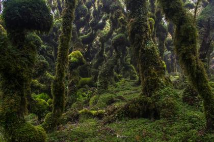 Dr Seuss Trees. Photo credit: Fiona