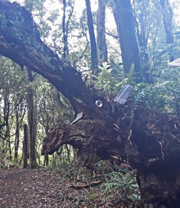 Manawatu Gorge Trail